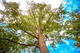 Best Hazardous Tree Removal  in Mked Tree, AR